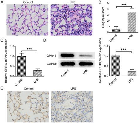 Lps Resulted In Pathological Injury And Decreased Gpr In Lung In