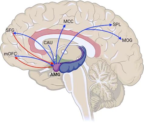 An Illustration Of The Altered Pattern Of The Amygdala Based Effective