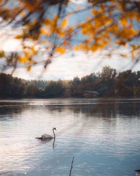 Image Libre Cr Puscule Cygne Au Bord Du Lac Atmosph Re Majestueux