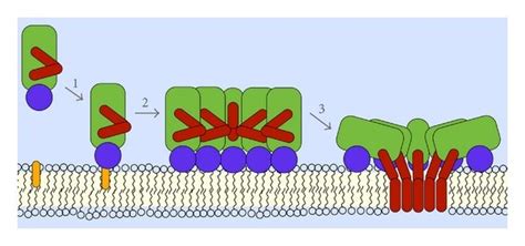 Pore Formation Is A Dynamic Process With Structurally And Functionally