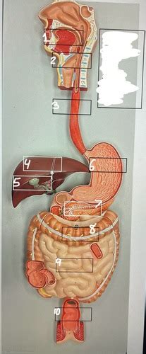 Gastrointestinal Tract Flashcards Quizlet