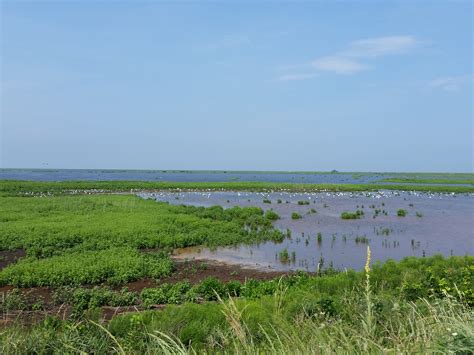 Images Gratuites Paysage Mer Côte Eau Herbe Horizon Le Marais