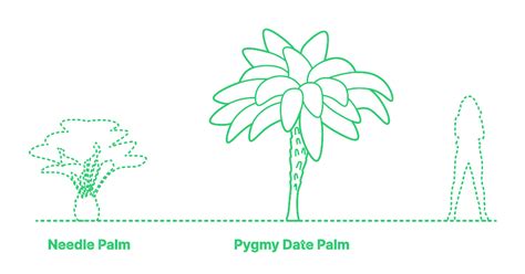 Pygmy Date Palm Phoenix Roebelenii Dimensions Drawings Dimensions