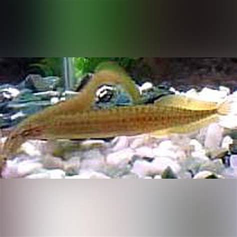 yellow tail spiny eel  sale aquariumfishcom