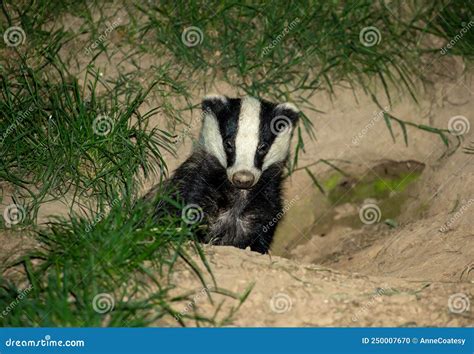 Badger, Scientific Name: Meles Meles. Wild, Native Badger in Natural ...