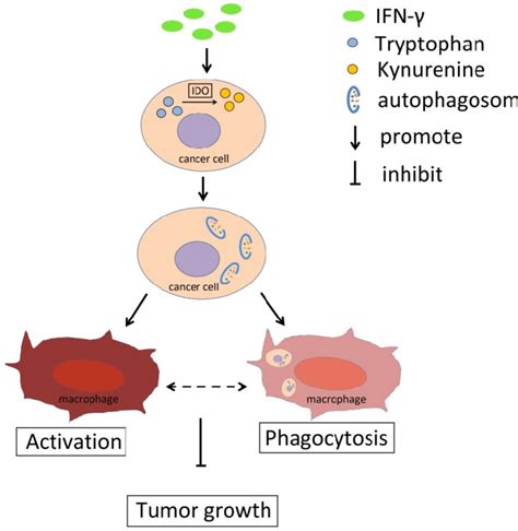 Schema diagram of the effect of IFN γ and IDO1 in cervical cancer