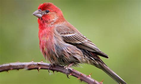 New study doubles the estimate of bird species in the world