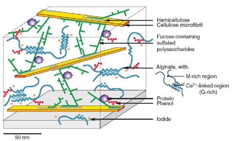 Cell wall model of brown algae from the order Fucales (DeniaudBouët et ...