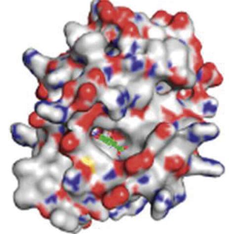 3D Interaction Models In The Active Site Of The Bcl 2 Protein And