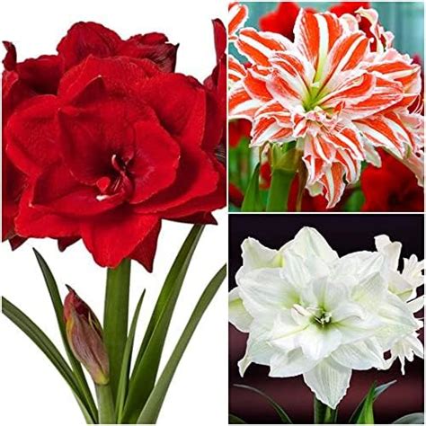 Sj Stocks Live Amaryllis Lilly Hippeastrum Lilly Bulb Dual Petals