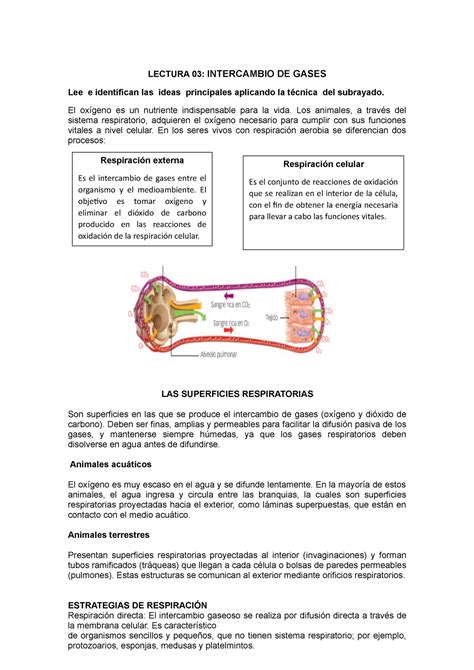 Ficha De Trabajo Iii Cyt Lectura Intercambio De Gases Lee E