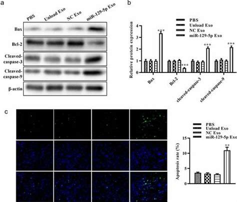 Full Article Exosomes Derived From Microrna 129 5p Modified Tumor