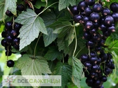 Цена на Смородина черная Дачница - купить саженцы