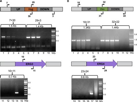 Frontiers Phenotypic Analysis Of Mutants Of Ergosterol Biosynthesis