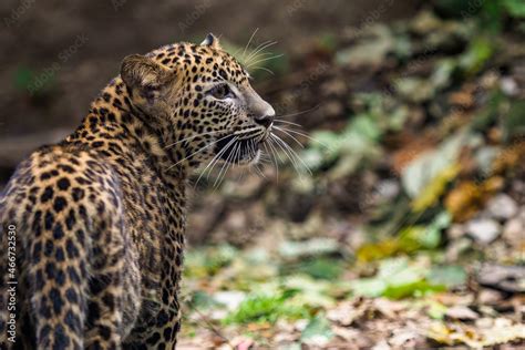 Sri Lankan leopard cub, Panthera pardus kotiya Stock Photo | Adobe Stock