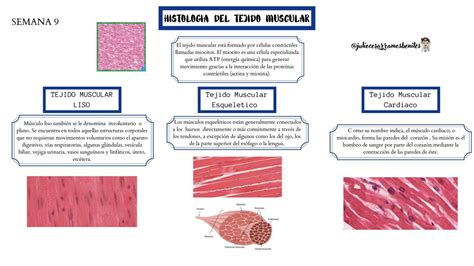 Histolog A Del Tejido Muscular Julio C Sar Ramos Benites Udocz