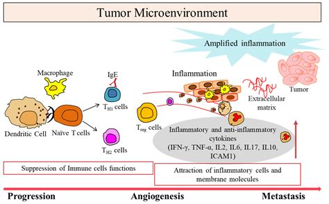 Cancer Immunotherapies | Encyclopedia MDPI 