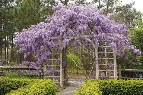 What Is This Amazing Tree I Saw Anybody R Gardening