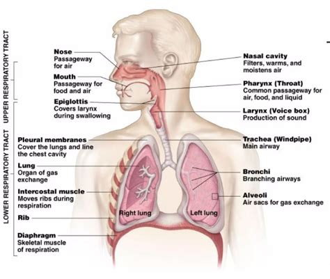 Respiratory System - Medical Marvels