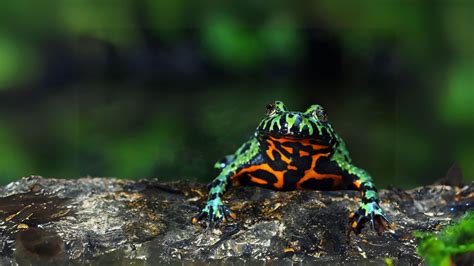 Oriental Fire-bellied Toad: Vivid Amphibian with Unique Defense