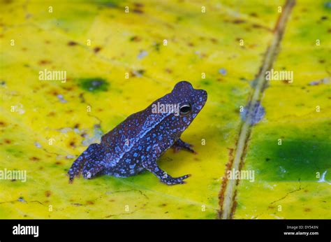 A Tiny Baby Crested Forest Toad Rhinella Margaritifera On A