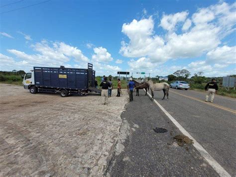 Estradas Nova A O Da Prf Do Piau Resgata Animais Soltos Nas