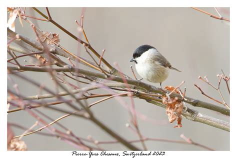 M Sange Nonnette Poecile Palustris Marsh Tit Pierre Yves Chesaux