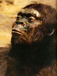 14 Australopithecus anamensis ideas | fossil, human evolution, hominid