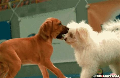 Dogs Playing GIF by SB Nation - Find & Share on GIPHY