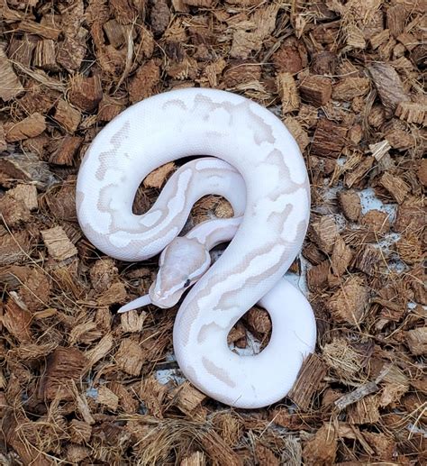 Banana Axanthic Pied Ball Python By Exiled Reptiles Morphmarket