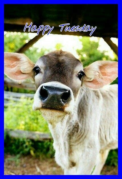 Happy Tuesday Funny Animal