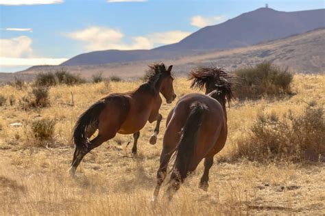 15 Images Of American Mustangs