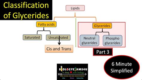 What are Glycerides? Neutral Glycerides vs Phosphoglycerides with ...