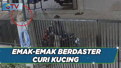 Viral Emak Emak Berdaster Curi Kucing Lalu Dimasukkan Ke Jok Motor