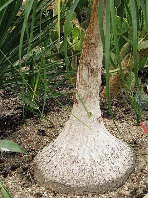 How To Plant Elephant S Foot Beaucarnea Recurvata Dear Plants