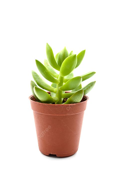 Kalanchoe On Wood Background Images, HD Pictures and Wallpaper For Free
