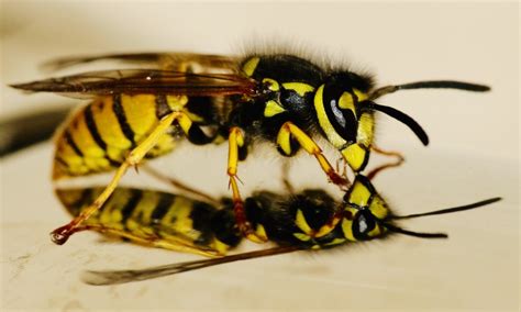 A Closer Look Into The Different Types Of Colorado Wasps — Whitmore