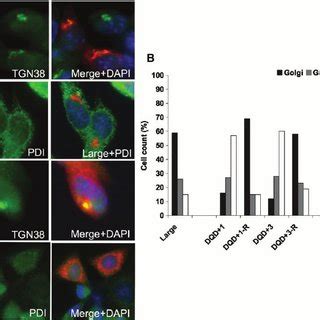 Subcellular localization of Large and Large mutants. ( A ) Wild-type ... 
