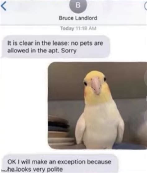 That Bird Is A Real Gentleman Imgflip