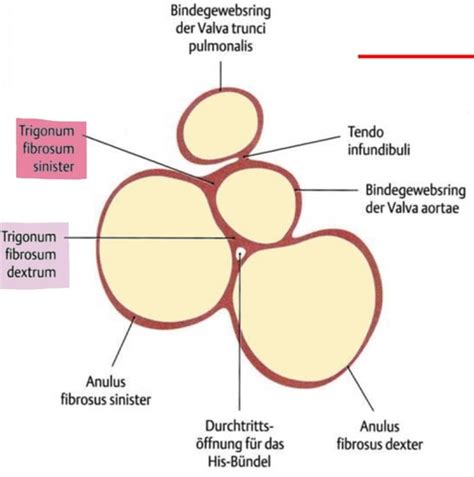 Makroskopische Anatomie Herz Kreislauf System Karteikarten Quizlet