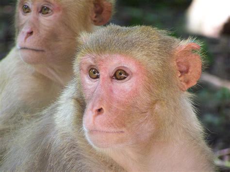 Rhesus Macaque Image Eurekalert Science News Releases