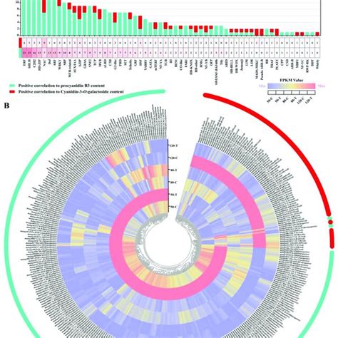 Transcription Factor Analysis Involved In Regulation Of The