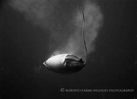 How do manta rays give birth? - Manta Ray Advocates Hawaii