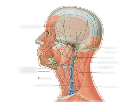 Lecture 7 Lymphatics Of Head And Neck Diagram Quizlet