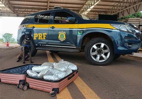 PRF apreende 10 4 Kg de skunk em Terenos MS Polícia Rodoviária Federal