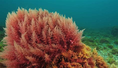 How Red Algae Can Boost Your Beauty Routine 100 Pure