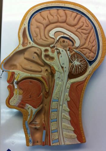 Human Sagittal Head Model Flashcards Quizlet