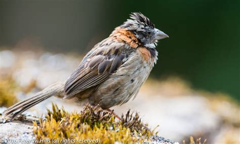 Sparrow Rufous Collared Zonotrichia Capensis Costa Rica World