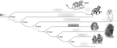 Human Evolution Diagram | Quizlet