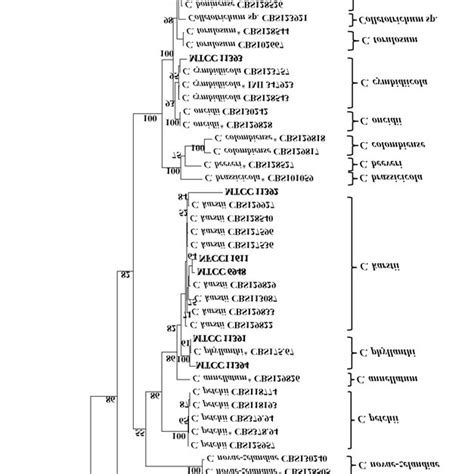 One Of The Two Most Parsimonious Trees Showing Phylogenetic Affinities Download Scientific